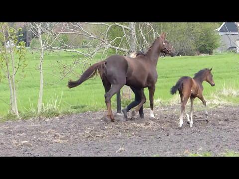 Stutfohlen von Blue Hors Farrell aus Quaterback/De Niro FOR SALE
