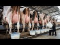 Next Level Dairy Cow Farming High Tech CHEESE Making From Cow Milk