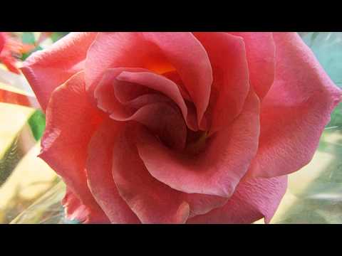 Opwekking 205 U Heer, bent Wonderschoon