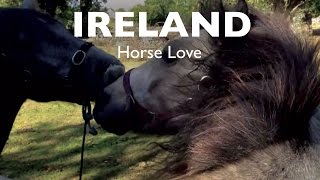preview picture of video 'Kissing Horses in Irland (2014)'
