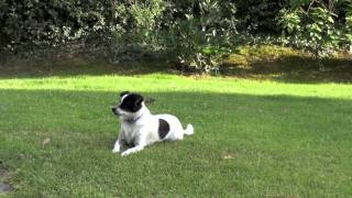 preview picture of video 'Villa Scannagallo, Pozzo della Chiana, Tuscany, Italy 2010'