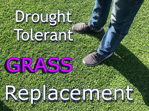 Best Drought Tolerant Grass | Kurapia Sod | Grass Substitute (2022)