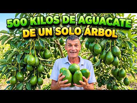500 kilos de aguacate de UN SOLO árbol