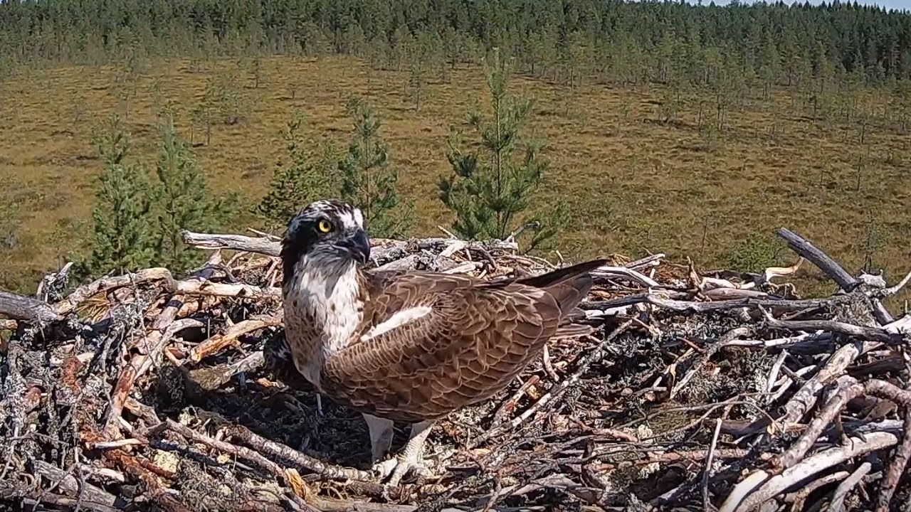 Live webcam view of Osprey Nest Cam over the Boreal Forest