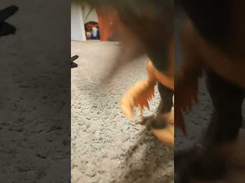 Utah, raptors, big mistake.