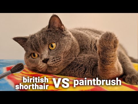 BRITISH SHORTHAIR vs PAINTBRUSH