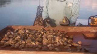 Sorting market oysters
