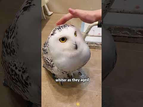 Cute white owl ❄️🦉💕💕#foryou #tiktok #fyp #viral #shorts #cute #owl