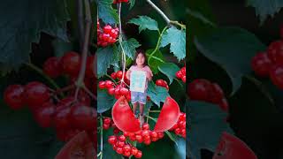 Download lagu Cranberries fruit| #cranberries #funplay #short #500subs mp3 Download lagu Cranberries fruit| #cranberries #funplay #short #500subs mp3