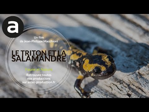 Faune et nature : le triton et la salamandre de Jean-Philippe Macchioni (1995)