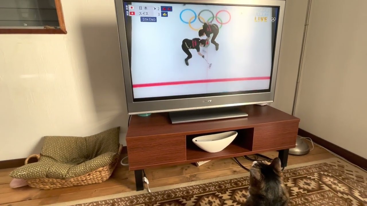 カーリングを応援するタビーさん