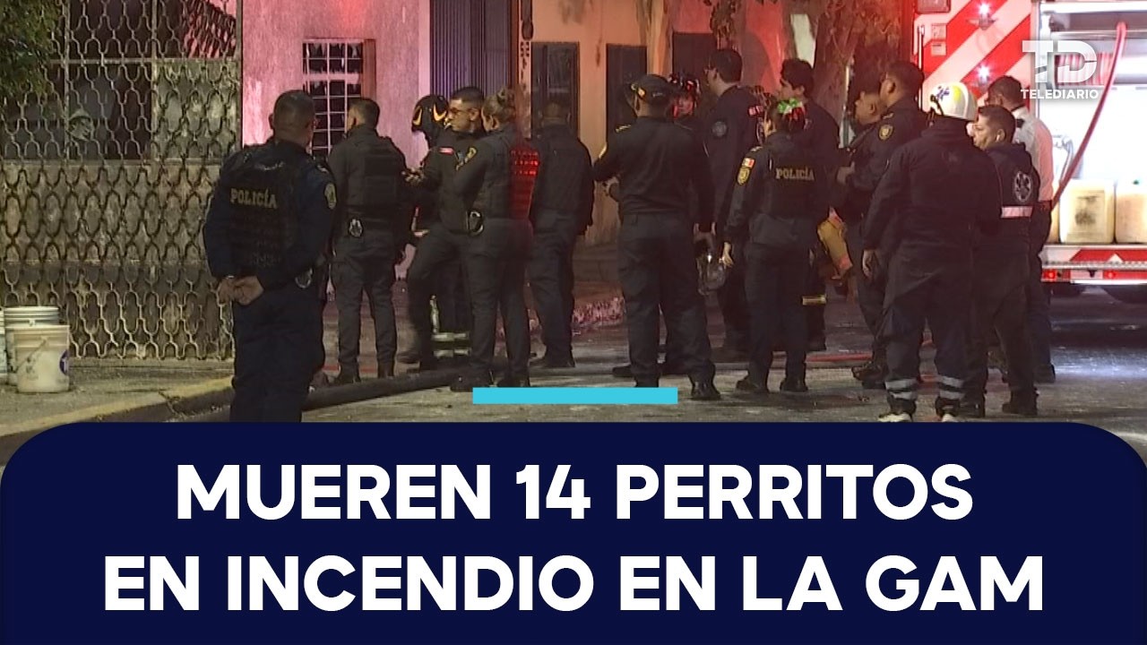 Mueren 14 perritos en un incendio provocado por explosión de pirotecnia en la GAM