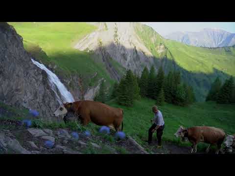 Alpaufzug Engstligenalp 2024