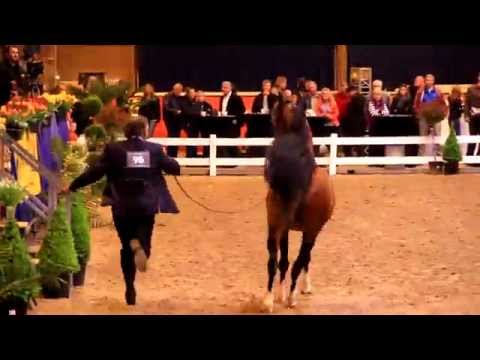 Tulip Cup 2014 - Jan Calis