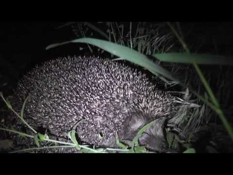 Nocne spotkania z dziką przyrodą - nerwowy jeż