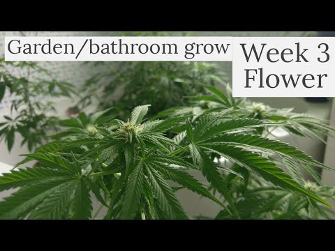 Week 3 of flower! - UK outdoor grow (garden/bathroom)