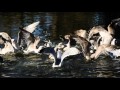 Seagull Food Fight