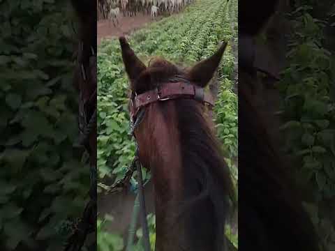 tocando gado do meu amigo wilson em são Gonçalo do Piauí interior 🙏🏾❤️