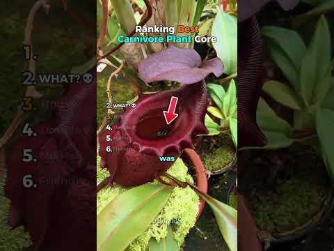 Ranking Best Carnivore Plant Core🌱 #usa