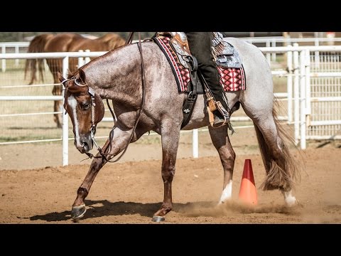 VS Code Red:  2015 AQHA World Show Sponsor