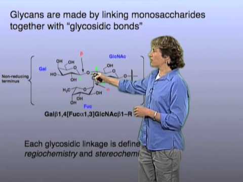 Glycan linkage - Carolyn Bertozzi (Berkeley)