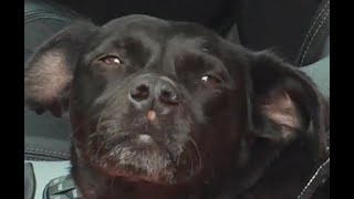 M(h)aol – I Miss My Dog