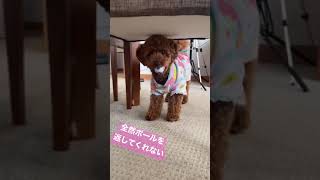ゴルフボールを絶対に返そうとしない愛犬🐶