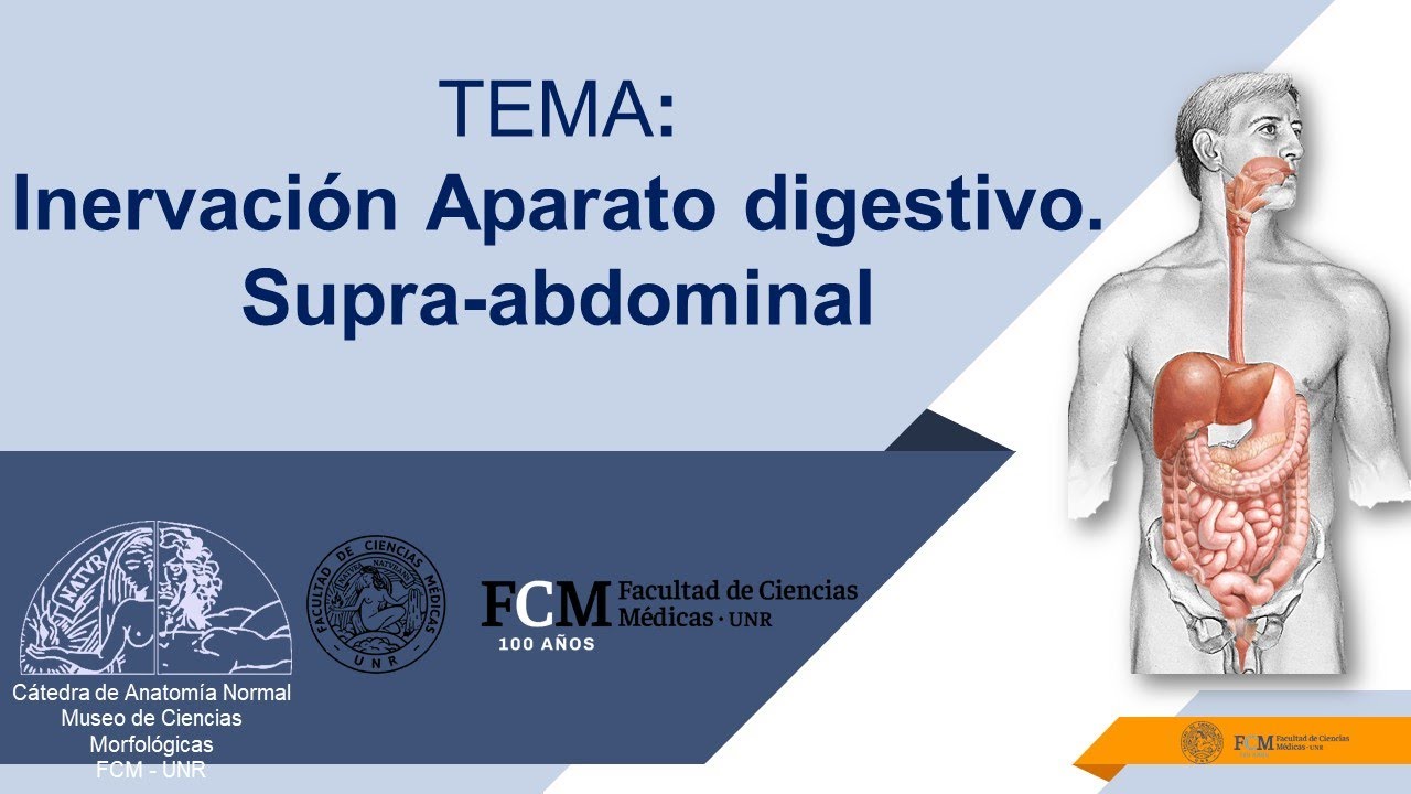Inervación Aparato digestivo  Supra abdominal