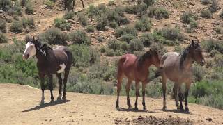 The Wild Horses of Sand Wash Basin