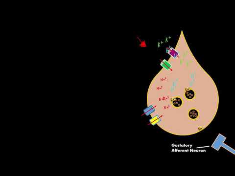 Sour Taste Gustatory cell physiology *(RELEASES SEROTONIN!) not ATP