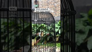 Download lagu Burung remetuk laut viral isian kenari #kicaumania #kicaumanianusantara #burung mp3 Download lagu Burung remetuk laut viral isian kenari #kicaumania #kicaumanianusantara #burung mp3