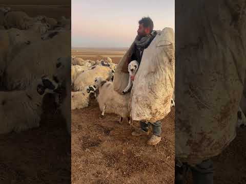 HAVALAR SOĞUDU KUZU ÜŞÜMESİN DİYE YANIMA ALDIM