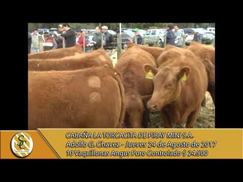 24-08-17 Venta de Vaquillonas Angus P.C. - Cabaña La Torcacita - A. G. Chavez.