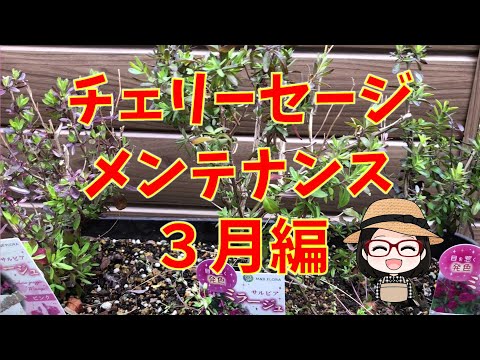 園芸 ミーリーセージ