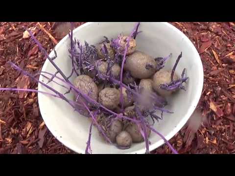 download lagu mp3 mp4 Purple Majesty Potatoes For Sale, download lagu Purple Majesty Potatoes For Sale gratis, unduh video klip Purple Majesty Potatoes For Sale