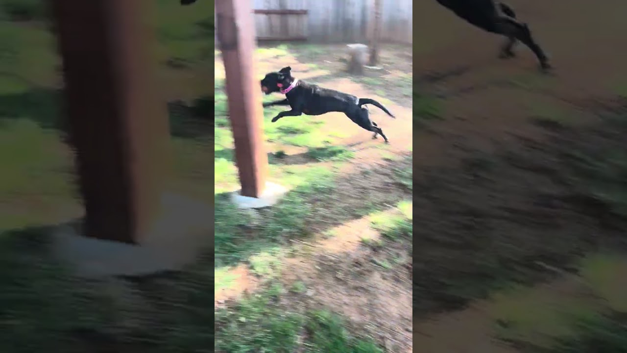 Enlarge Bunny- Perfect Girl, a ADOPTABLE Black Labrador Retriever in Grass Valley, CA video 6/6