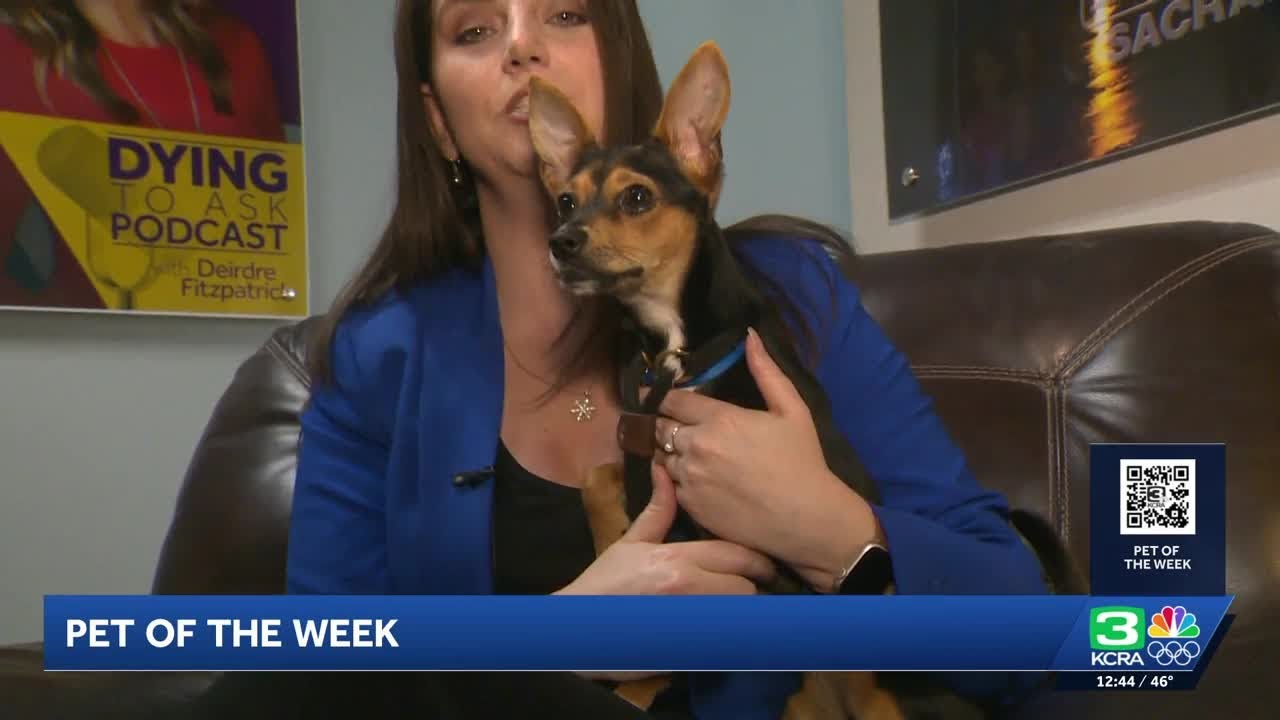 Pet of the Week for Feb 18: Meet Pin