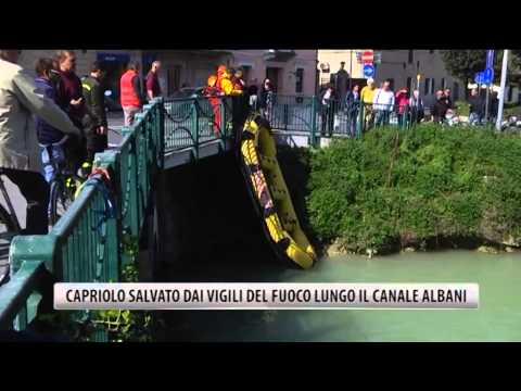 Capriolo salvato dai Vigili del Fuoco lungo il Canale Albani