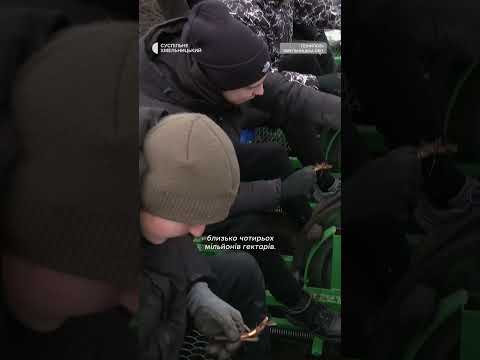 Міскантус – замість дров #shortsvideo #міскантус #дрова