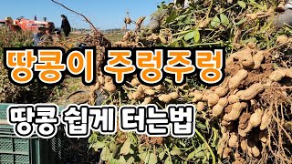 땅콩이 주렁주렁 텃밭농사 기본