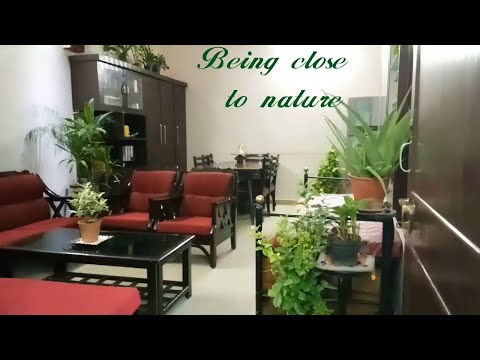Indoor plants in Indian living room Video