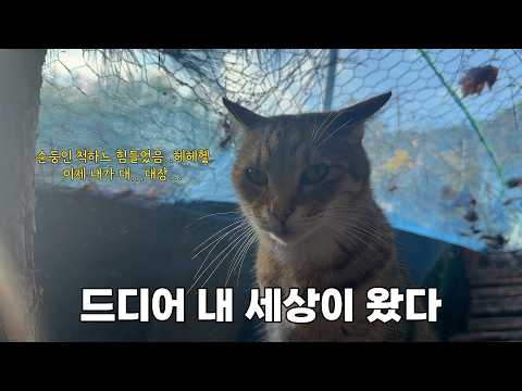 대장 고양이를 분리했더니 또 다른 문제가 발생했어요
