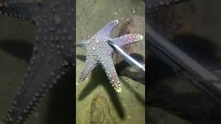 I catching seafood on the seafloor-P1023-1.#fishing #ocean #deepsea #nature #beach