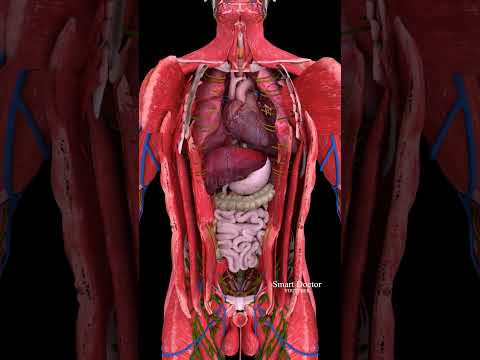 The Super Pump | Dive Deep into Your Heart 🫀