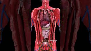 The Super Pump | Dive Deep into Your Heart 🫀