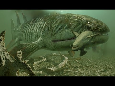 Walking with Monsters - Hyneria hunts down Hynerpeton