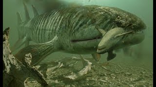 Walking with Monsters - Hyneria hunts down Hynerpeton