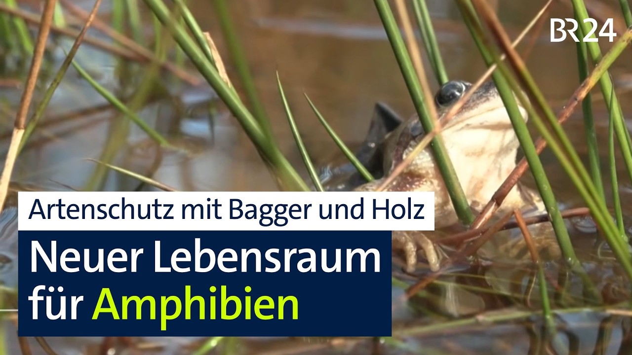 Naturschutz mit wenig Geld: Wassermanagement im Wald | BR24