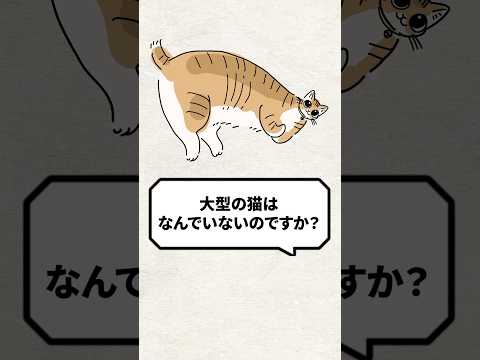 知っておくべき12の巨大な猫 - ブリティッシュロングヘアー