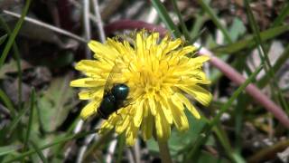 Green Bottle Fly (Calliphoridae) on Dandelion